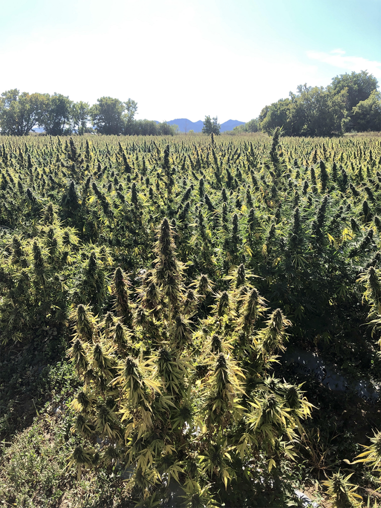 hemp field