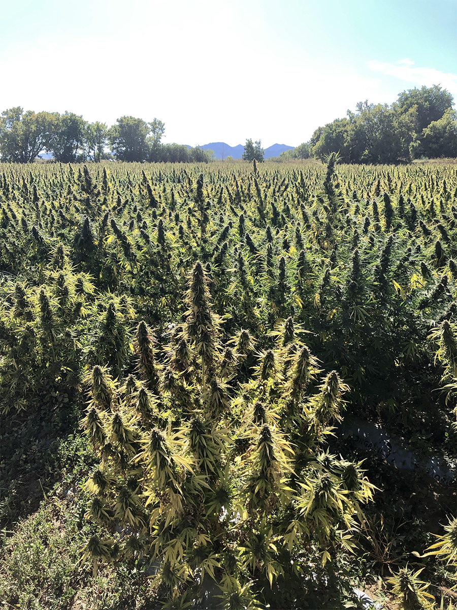 2019 Hemp Harvest Up More than 50% Over Last Year