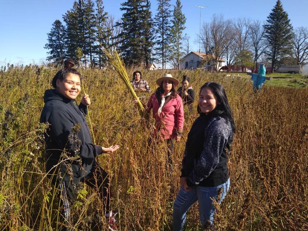 Hemp Farm Harvest