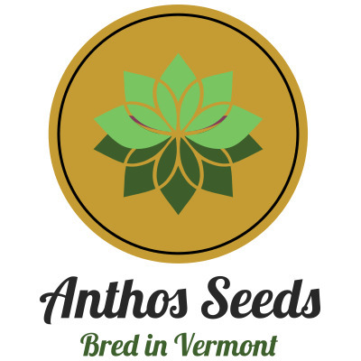 Anthos Seeds